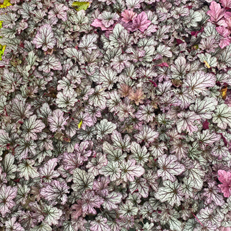 Heuchera Huckleberry ='Ifhehb' (Indian Summer Series) from Cedar Nursery, Cobham