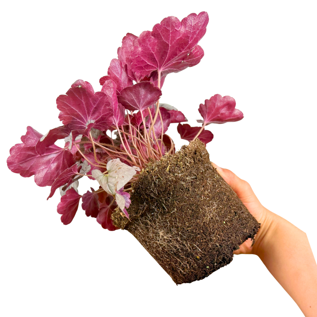 Heuchera Huckleberry ='Ifhehb' (Indian Summer Series) from Cedar Nursery, Cobham