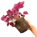 Heuchera Huckleberry ='Ifhehb' (Indian Summer Series) from Cedar Nursery, Cobham