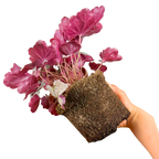 Heuchera Huckleberry ='Ifhehb' (Indian Summer Series) from Cedar Nursery, Cobham