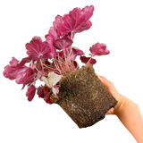 Heuchera Huckleberry ='Ifhehb' (Indian Summer Series) from Cedar Nursery, Cobham
