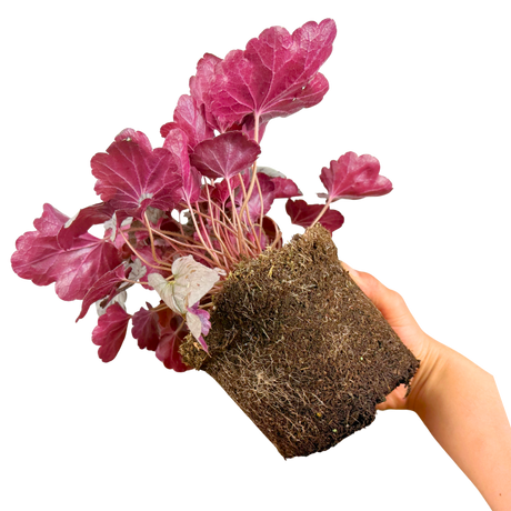 Heuchera Huckleberry ='Ifhehb' (Indian Summer Series) from Cedar Nursery, Cobham