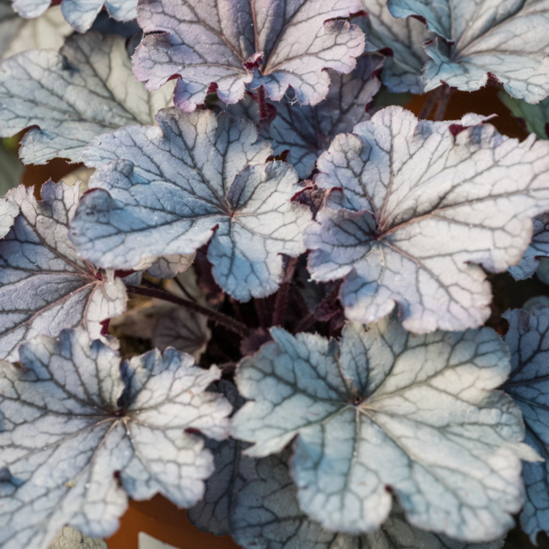 Heuchera Huckleberry ='Ifhehb' (Indian Summer Series) from Cedar Nursery, Cobham