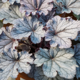 Heuchera Huckleberry ='Ifhehb' (Indian Summer Series) from Cedar Nursery, Cobham