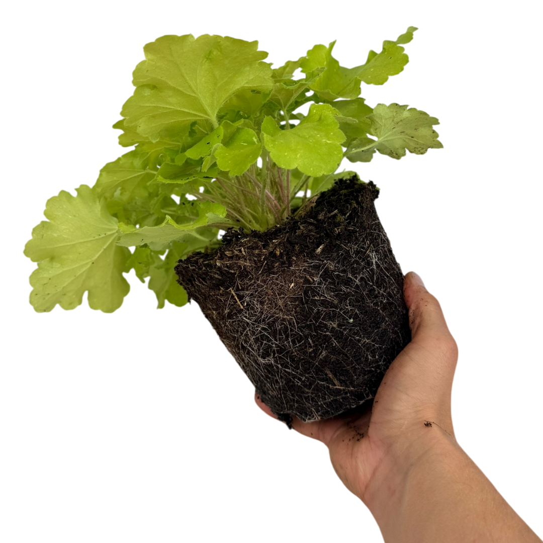 Heuchera 'Lime Marmalade' (Indian Summer Series) from Cedar Nursery, Cobham