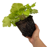 Heuchera 'Lime Marmalade' (Indian Summer Series) from Cedar Nursery, Cobham