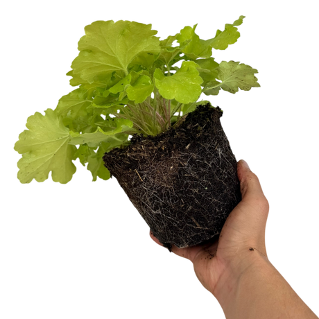 Heuchera 'Lime Marmalade' (Indian Summer Series) from Cedar Nursery, Cobham