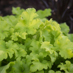 Heuchera 'Lime Marmalade' (Indian Summer Series) from Cedar Nursery, Cobham