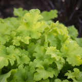 Heuchera 'Lime Marmalade' (Indian Summer Series) from Cedar Nursery, Cobham