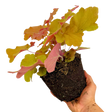 Heuchera 'Marmalade' (Indian Summer Series) from Cedar Nursery, Cobham