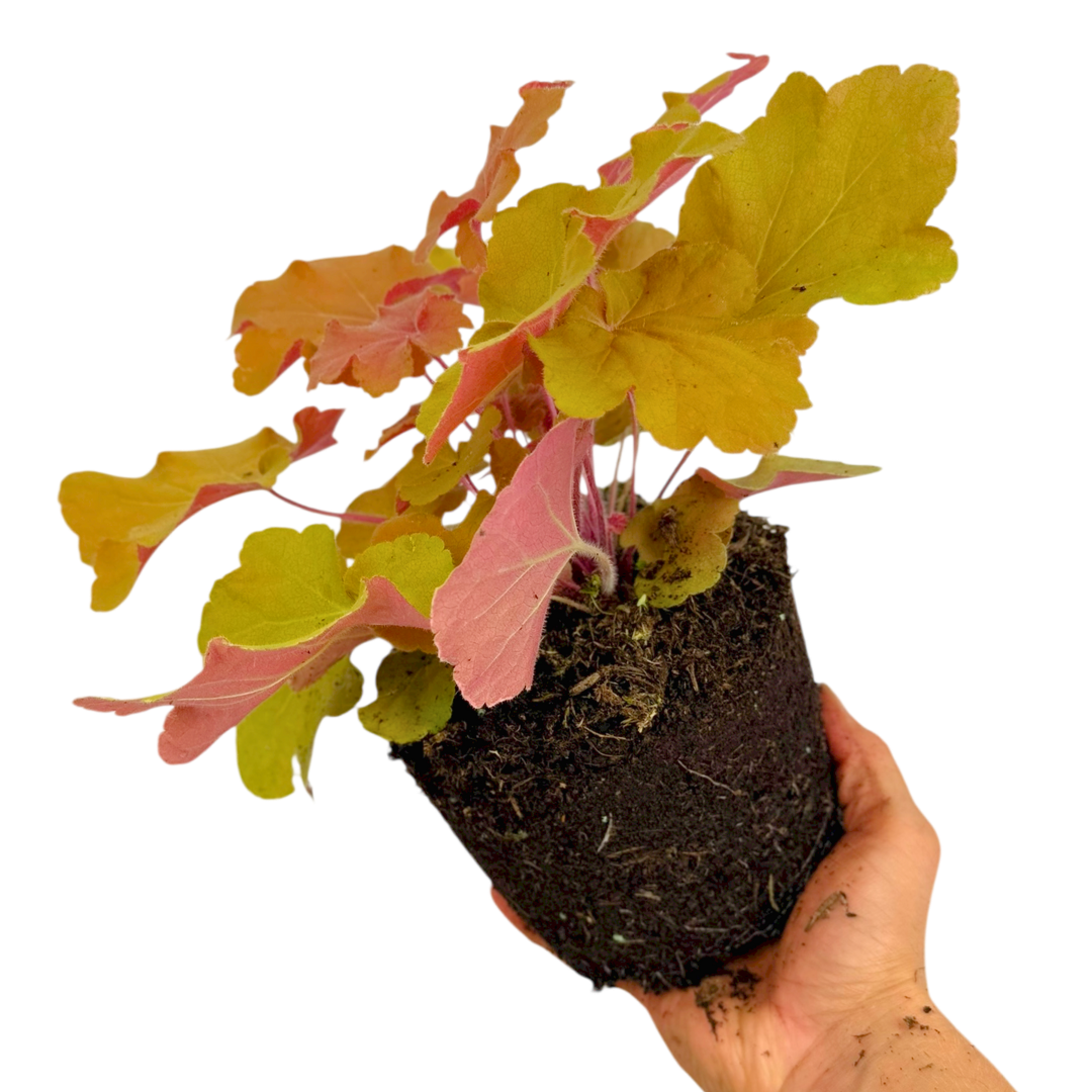 Heuchera 'Marmalade' (Indian Summer Series) from Cedar Nursery, Cobham