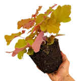 Heuchera 'Marmalade' (Indian Summer Series) from Cedar Nursery, Cobham