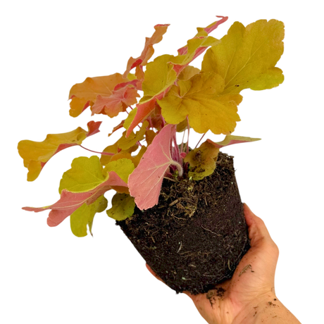 Heuchera 'Marmalade' (Indian Summer Series) from Cedar Nursery, Cobham