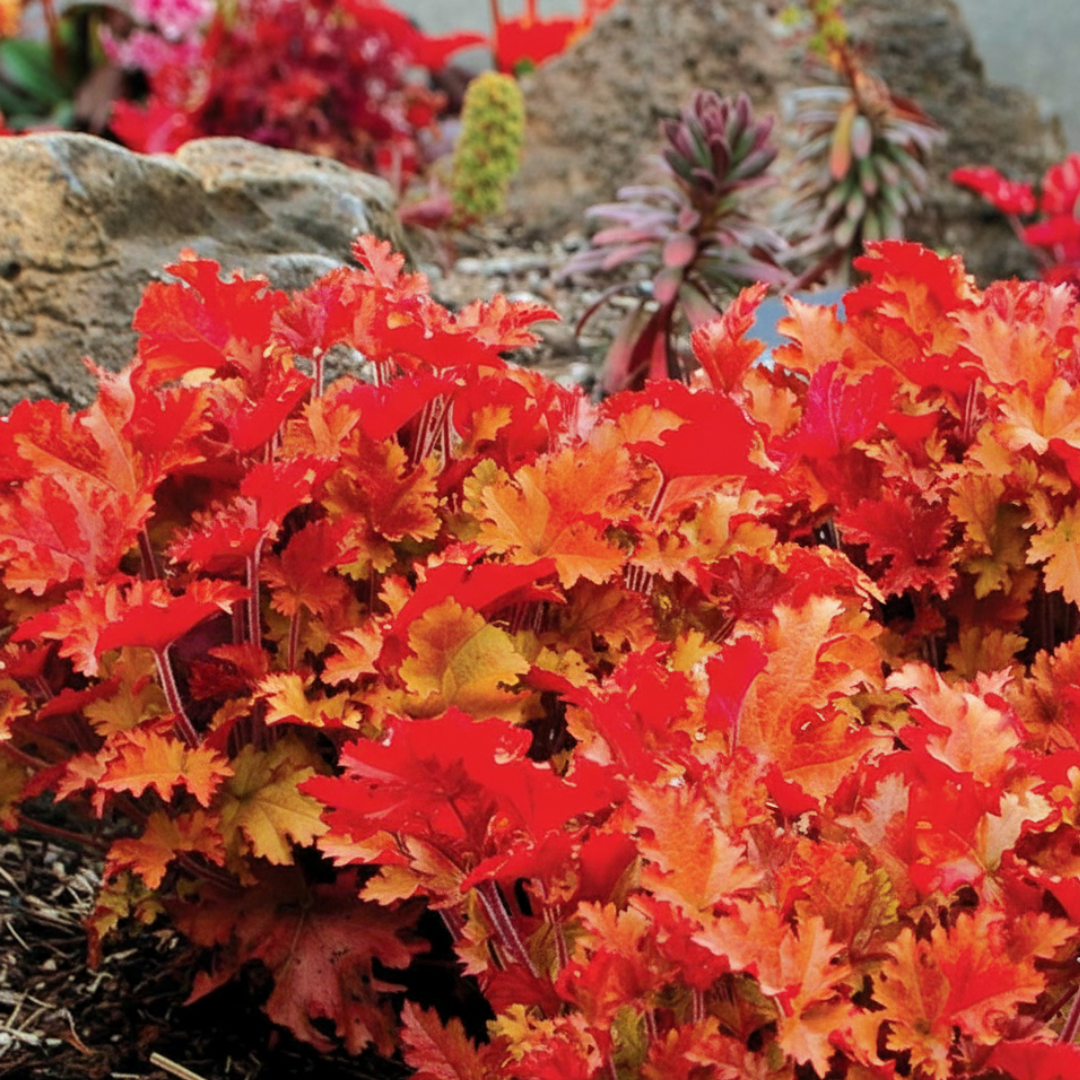 Heuchera 'Marmalade' (Indian Summer Series) from Cedar Nursery, Cobham
