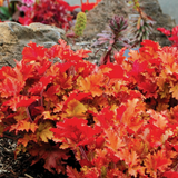 Heuchera 'Marmalade' (Indian Summer Series) from Cedar Nursery, Cobham