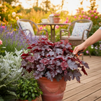 Heuchera 'Obsidian' from Cedar Nursery, Cobham