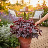 Heuchera 'Obsidian' from Cedar Nursery, Cobham