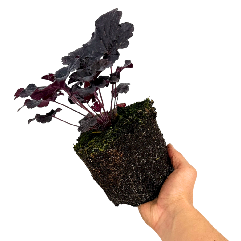 Heuchera 'Obsidian' from Cedar Nursery, Cobham