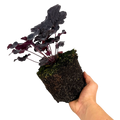 Heuchera 'Obsidian' from Cedar Nursery, Cobham