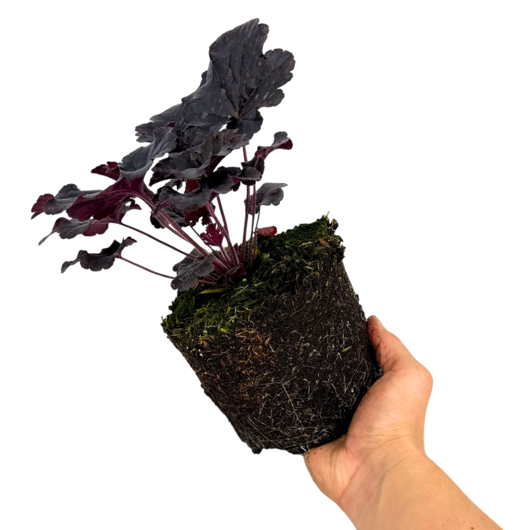 Heuchera 'Obsidian' from Cedar Nursery, Cobham
