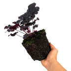 Heuchera 'Obsidian' from Cedar Nursery, Cobham