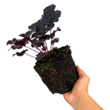 Heuchera 'Obsidian' from Cedar Nursery, Cobham