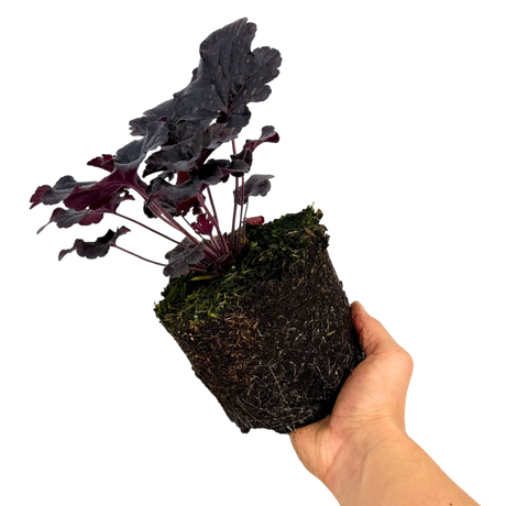 Heuchera 'Obsidian' from Cedar Nursery, Cobham