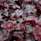 Heuchera 'Obsidian' from Cedar Nursery, Cobham