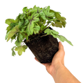 Heuchera 'Tapestry' from Cedar Nursery, Cobham