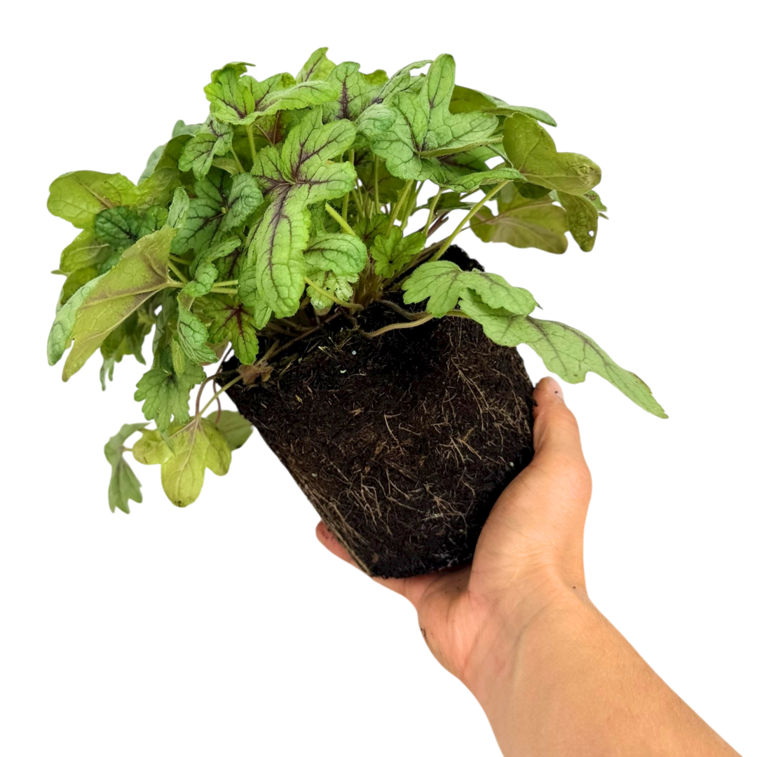 Heuchera 'Tapestry' from Cedar Nursery, Cobham