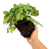 Heuchera 'Tapestry' from Cedar Nursery, Cobham