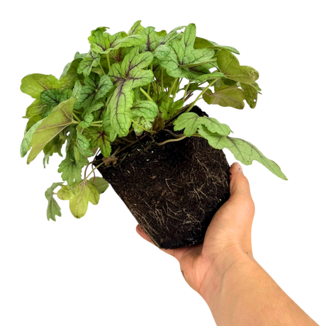Heuchera 'Tapestry' from Cedar Nursery, Cobham