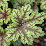 Heuchera 'Tapestry' from Cedar Nursery, Cobham