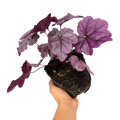 Heuchera 'Wildberry' (Dolce Series) from Cedar Nursery, Cobham