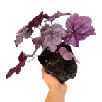Heuchera 'Wildberry' (Dolce Series) from Cedar Nursery, Cobham