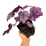 Heuchera 'Wildberry' (Dolce Series) from Cedar Nursery, Cobham
