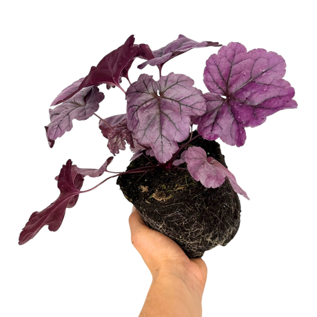 Heuchera 'Wildberry' (Dolce Series) from Cedar Nursery, Cobham