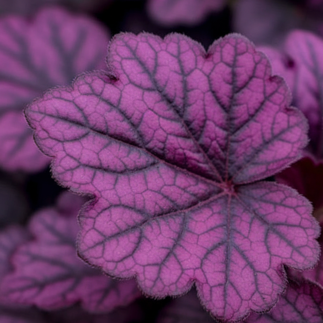 Heuchera 'Wildberry' (Dolce Series) from Cedar Nursery, Cobham
