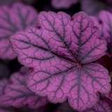 Heuchera 'Wildberry' (Dolce Series) from Cedar Nursery, Cobham
