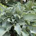 Hosta 'Tears in Heaven'