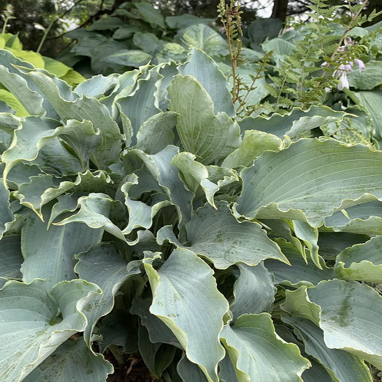 Hosta 'Tears in Heaven'