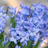 Hyacinthus orientalis Blue 1L at Cedar Nursery Surrey