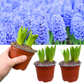 Hyacinthus orientalis Blue 1L at Cedar Nursery Surrey