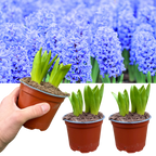 Hyacinthus orientalis Blue 1L at Cedar Nursery Surrey