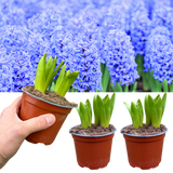 Hyacinthus orientalis Blue 1L at Cedar Nursery Surrey