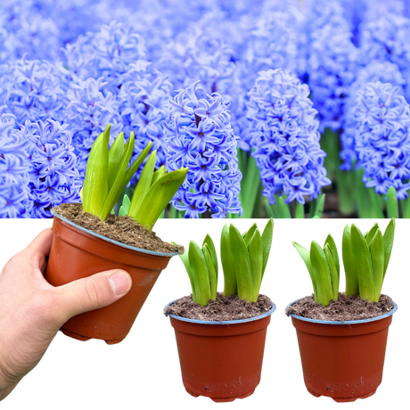 Hyacinthus orientalis Blue 1L at Cedar Nursery Surrey