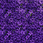 Hyacinthus orientalis Purple 1L at Cedar Nursery Surrey