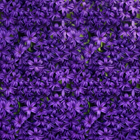 Hyacinthus orientalis Purple 1L at Cedar Nursery Surrey