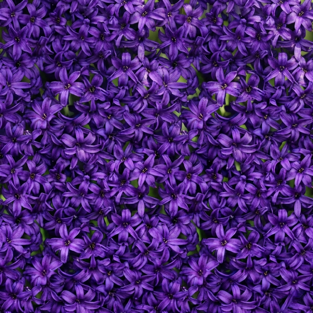 Hyacinthus orientalis Purple 1L at Cedar Nursery Surrey
