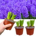 Hyacinthus orientalis Purple 1L at Cedar Nursery Surrey